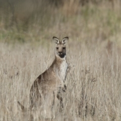 Macropus giganteus at Belconnen, ACT - 24 Jun 2017 01:33 PM