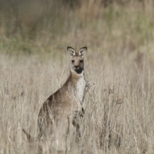 Macropus giganteus at Belconnen, ACT - 24 Jun 2017