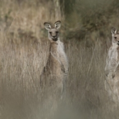 Macropus giganteus at Belconnen, ACT - 24 Jun 2017 01:33 PM