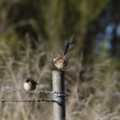 Malurus cyaneus (Superb Fairywren) at Lake Ginninderra - 24 Jun 2017 by Alison Milton