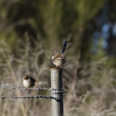 Malurus cyaneus (Superb Fairywren) at Belconnen, ACT - 24 Jun 2017 by AlisonMilton