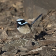 Malurus cyaneus (Superb Fairywren) at Belconnen, ACT - 24 Jun 2017 by Alison Milton