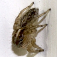 Maratus pavonis at Ainslie, ACT - suppressed