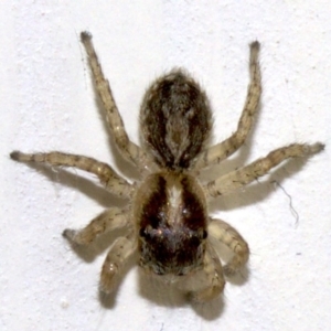 Maratus pavonis at Ainslie, ACT - suppressed