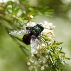 Rutilia sp. (genus) (A Rutilia bristle fly, subgenus unknown) at Aranda, ACT - 13 Feb 2011 by KMcCue