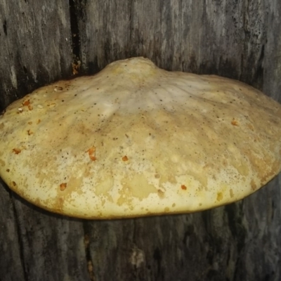 Polypore sp. at Ben Boyd National Park - 12 May 2018 by DeanAnsell