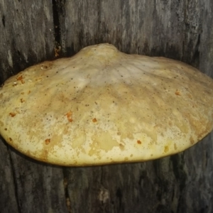 Polypore sp. at Pambula, NSW - 13 May 2018