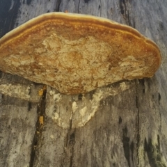 Polypore sp. at Pambula, NSW - 13 May 2018