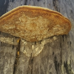 Polypore sp. at Pambula, NSW - 13 May 2018 09:55 AM