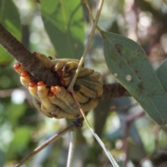 Pseudoperga sp. (genus) (Sawfly, Spitfire) at Aranda, ACT - 7 Feb 2011 by KMcCue