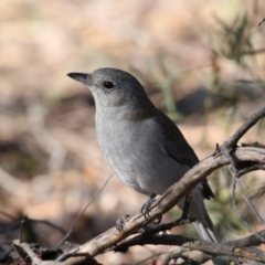Colluricincla harmonica (Grey Shrikethrush) at O'Connor, ACT - 10 May 2018 by AlisonMilton
