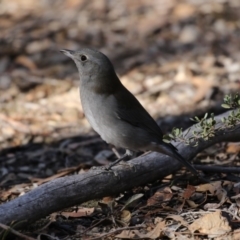 Colluricincla harmonica at O'Connor, ACT - 10 May 2018