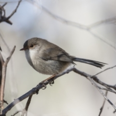 Malurus cyaneus (Superb Fairywren) at O'Connor, ACT - 10 May 2018 by AlisonMilton