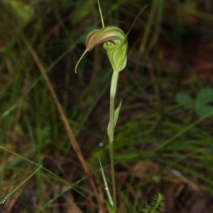 Diplodium decurvum at Cotter River, ACT - suppressed