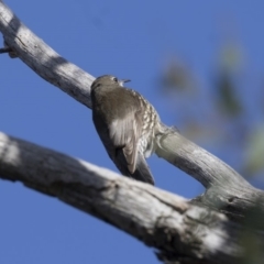 Cormobates leucophaea (White-throated Treecreeper) at O'Connor, ACT - 10 May 2018 by Alison Milton