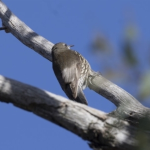 Cormobates leucophaea at O'Connor, ACT - 10 May 2018 11:17 AM