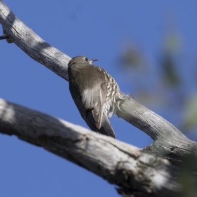 Cormobates leucophaea (White-throated Treecreeper) at O'Connor, ACT - 10 May 2018 by Alison Milton