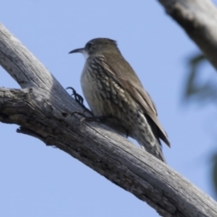 Cormobates leucophaea at O'Connor, ACT - 10 May 2018 11:17 AM