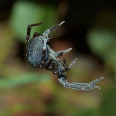 Araneinae (subfamily) (Orb weaver) at Aranda, ACT - 15 Dec 2010 by KMcCue