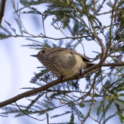 Acanthiza pusilla (Brown Thornbill) at O'Connor, ACT - 10 May 2018 by AlisonMilton