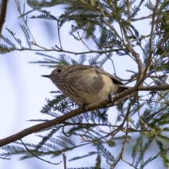 Acanthiza pusilla (Brown Thornbill) at O'Connor, ACT - 10 May 2018 by Alison Milton