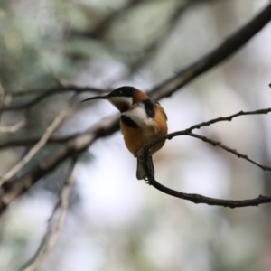 Acanthorhynchus tenuirostris at O'Connor, ACT - 10 May 2018 12:05 PM