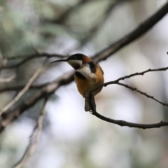 Acanthorhynchus tenuirostris (Eastern Spinebill) at Point 114 - 10 May 2018 by AlisonMilton