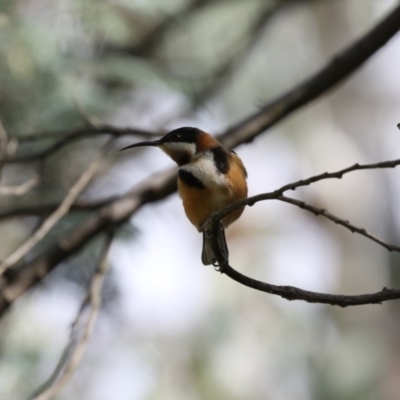 Acanthorhynchus tenuirostris (Eastern Spinebill) at O'Connor, ACT - 10 May 2018 by Alison Milton