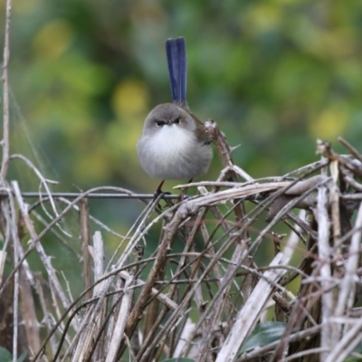 Malurus cyaneus (Superb Fairywren) at O'Connor, ACT - 10 May 2018 by Alison Milton