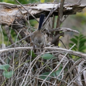 Malurus cyaneus at Point 114 - 10 May 2018