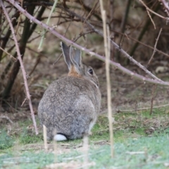 Oryctolagus cuniculus (European Rabbit) at O'Connor, ACT - 10 May 2018 by AlisonMilton