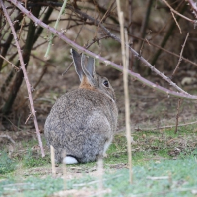 Oryctolagus cuniculus (European Rabbit) at O'Connor, ACT - 10 May 2018 by AlisonMilton