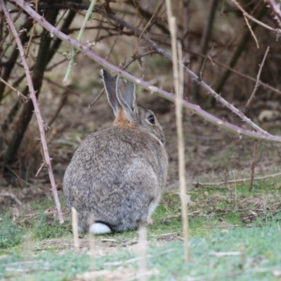 Oryctolagus cuniculus (European Rabbit) at O'Connor, ACT - 10 May 2018 by AlisonMilton