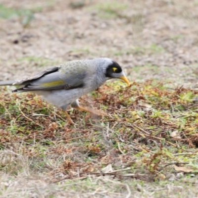 Manorina melanocephala (Noisy Miner) at O'Connor, ACT - 10 May 2018 by Alison Milton