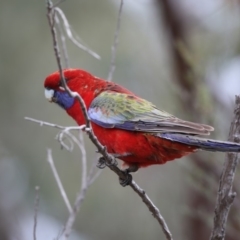 Platycercus elegans at O'Connor, ACT - 10 May 2018 12:27 PM