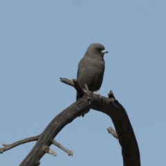 Artamus cyanopterus cyanopterus (Dusky Woodswallow) at Lake Ginninderra - 9 May 2018 by Alison Milton