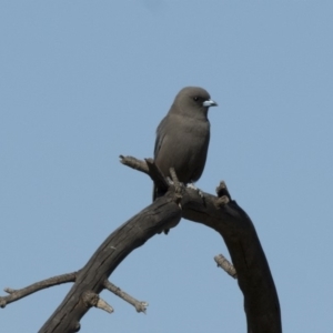 Artamus cyanopterus at Belconnen, ACT - 9 May 2018 01:36 PM