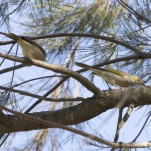 Ptilotula penicillata at Belconnen, ACT - 9 May 2018 01:23 PM