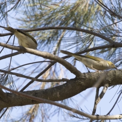 Ptilotula penicillata (White-plumed Honeyeater) at Lake Ginninderra - 9 May 2018 by Alison Milton