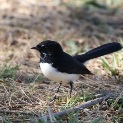 Rhipidura leucophrys (Willie Wagtail) at Belconnen, ACT - 9 May 2018 by AlisonMilton