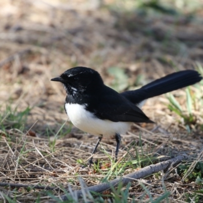Rhipidura leucophrys (Willie Wagtail) at Lake Ginninderra - 9 May 2018 by Alison Milton