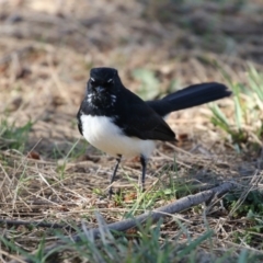 Rhipidura leucophrys at Belconnen, ACT - 9 May 2018