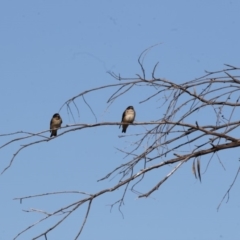 Petrochelidon nigricans (Tree Martin) at Belconnen, ACT - 9 May 2018 by AlisonMilton
