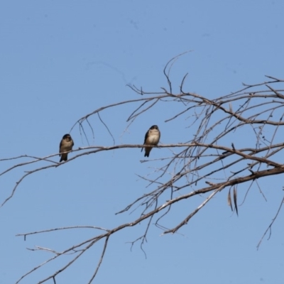 Petrochelidon nigricans (Tree Martin) at Lake Ginninderra - 9 May 2018 by Alison Milton