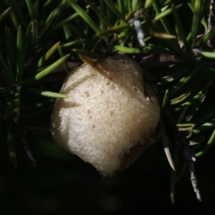 Mantidae - egg case (family) (Egg case of praying mantis) at Belconnen, ACT - 9 May 2018 by AlisonMilton