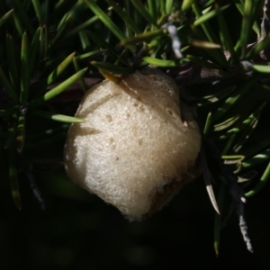 Mantidae - egg case (family) at Belconnen, ACT - 9 May 2018