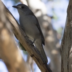 Colluricincla harmonica (Grey Shrikethrush) at Lake Ginninderra - 9 May 2018 by Alison Milton