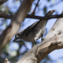 Colluricincla harmonica at Belconnen, ACT - 9 May 2018 02:30 PM