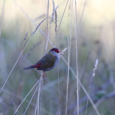 Neochmia temporalis (Red-browed Finch) at Belconnen, ACT - 9 May 2018 by AlisonMilton