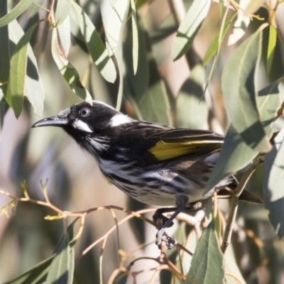 Phylidonyris novaehollandiae (New Holland Honeyeater) at Belconnen, ACT - 9 May 2018 by Alison Milton